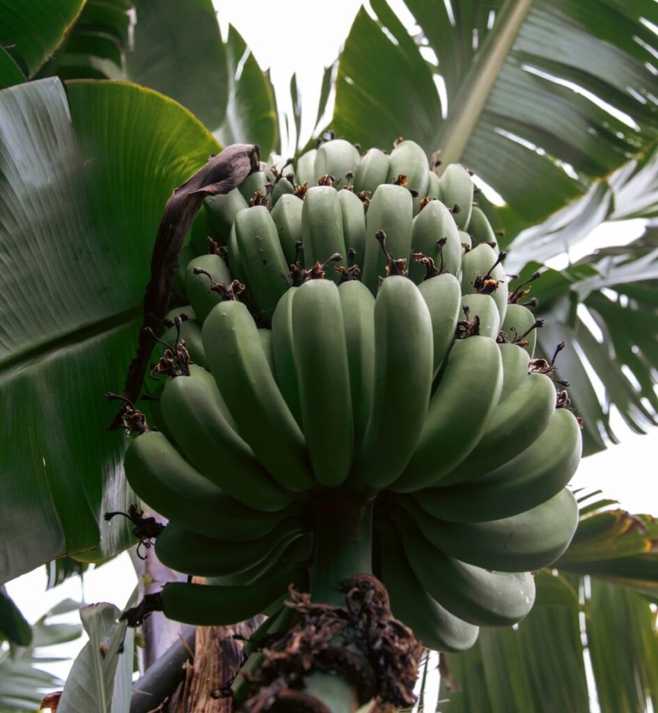 Unripe plantain